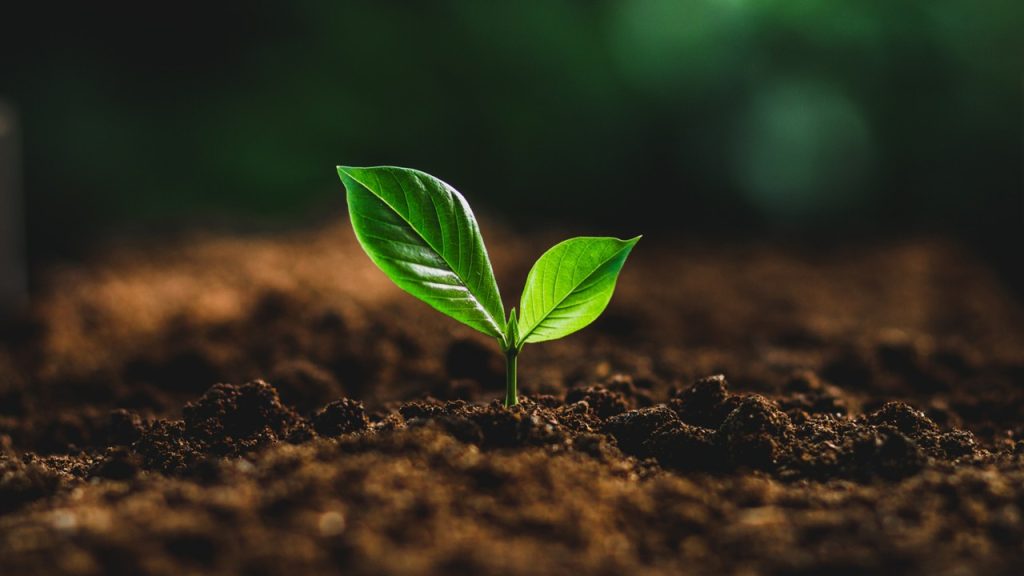 photo of green leaf plant emerging from brown soil